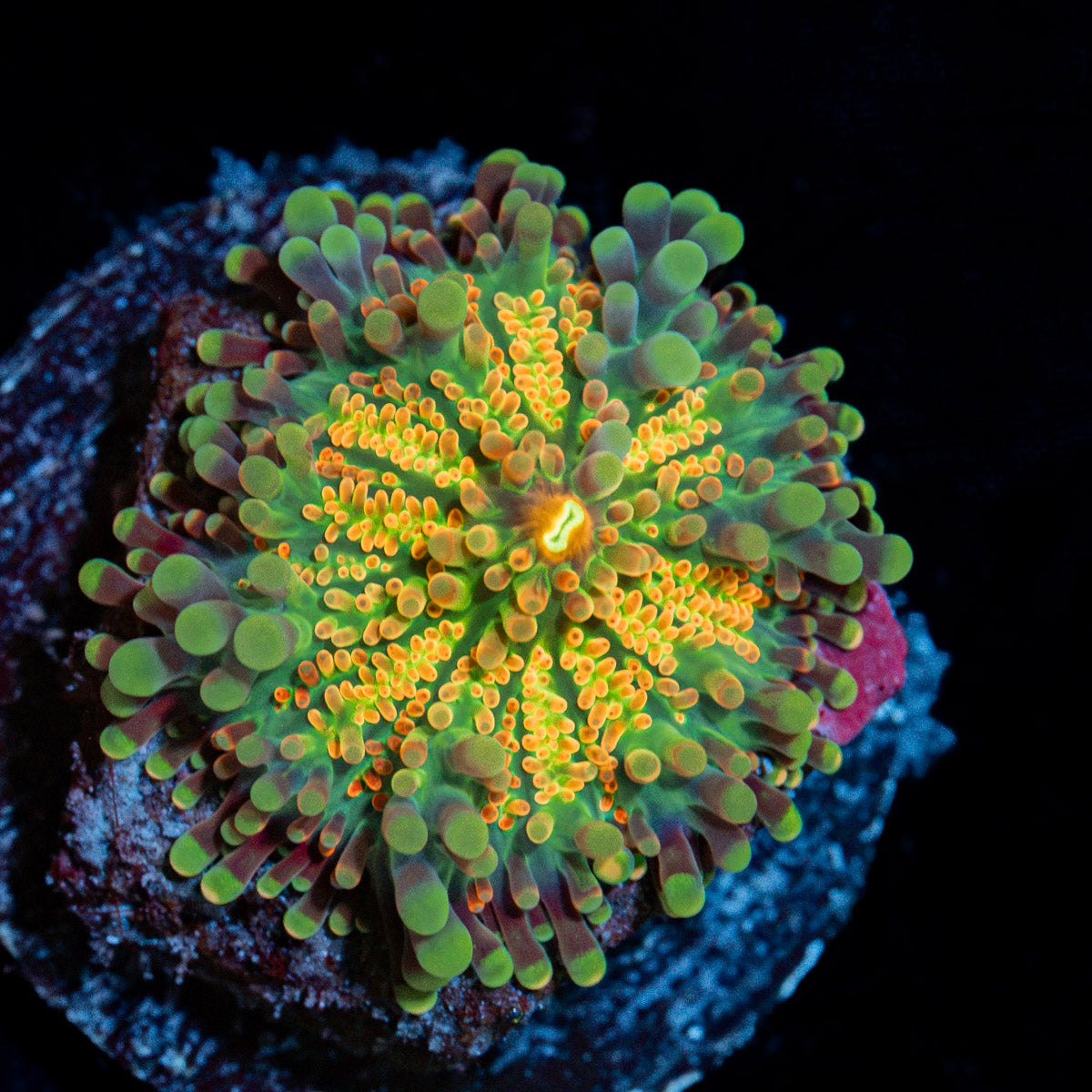 Sunrise Rainbow Yuma Mushroom Coral with colorful mushroom disc in reef aquarium