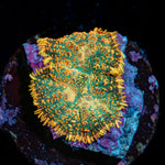 Charmander Rhodactis Mushroom Coral with mushroom disc in reef aquarium