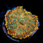 Charmander Rhodactis Mushroom Coral with mushroom disc in reef aquarium