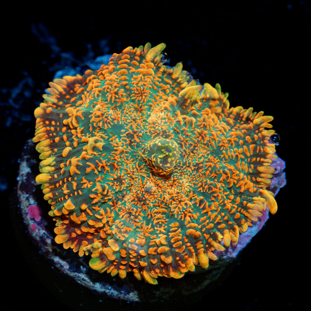 Charmander Rhodactis Mushroom Coral with mushroom disc in reef aquarium