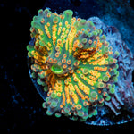 Sunrise Rainbow Yuma Mushroom Coral with colorful mushroom disc in reef aquarium