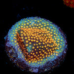 Close encounter Stylocoeniella coral with encrusting growth in reef aquarium