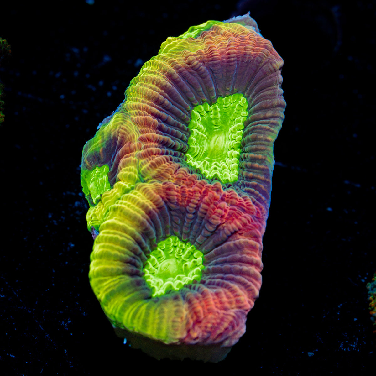 Dragon Soul Favia Coral with encrusting growth in reef aquarium