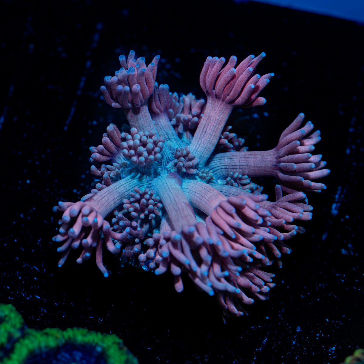 Purple Passion Goniopora Coral with flower-like polyps in reef aquarium