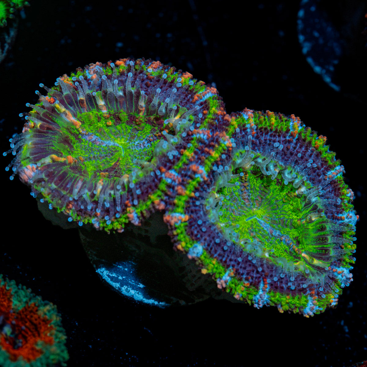 Acan Coral with fleshy polyps in reef aquarium
