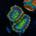Acan Coral with fleshy polyps in reef aquarium