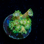 Encore Goniopora Coral with flower-like polyps in reef aquarium
