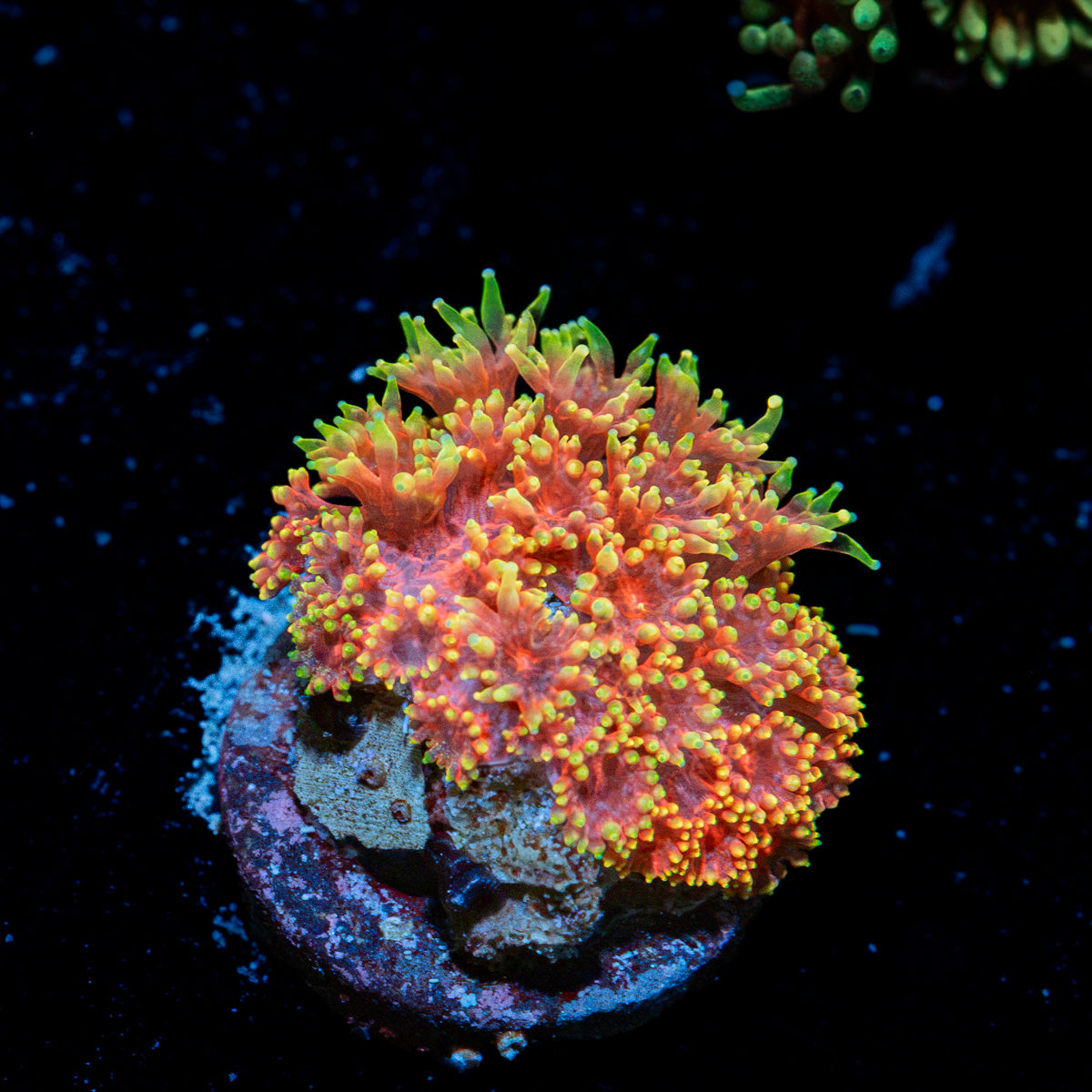 Rainbow Micro goniopora Coral with flower-like polyps in reef aquarium