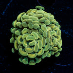 Gold Hammer Coral with branching fleshy heads in reef aquarium