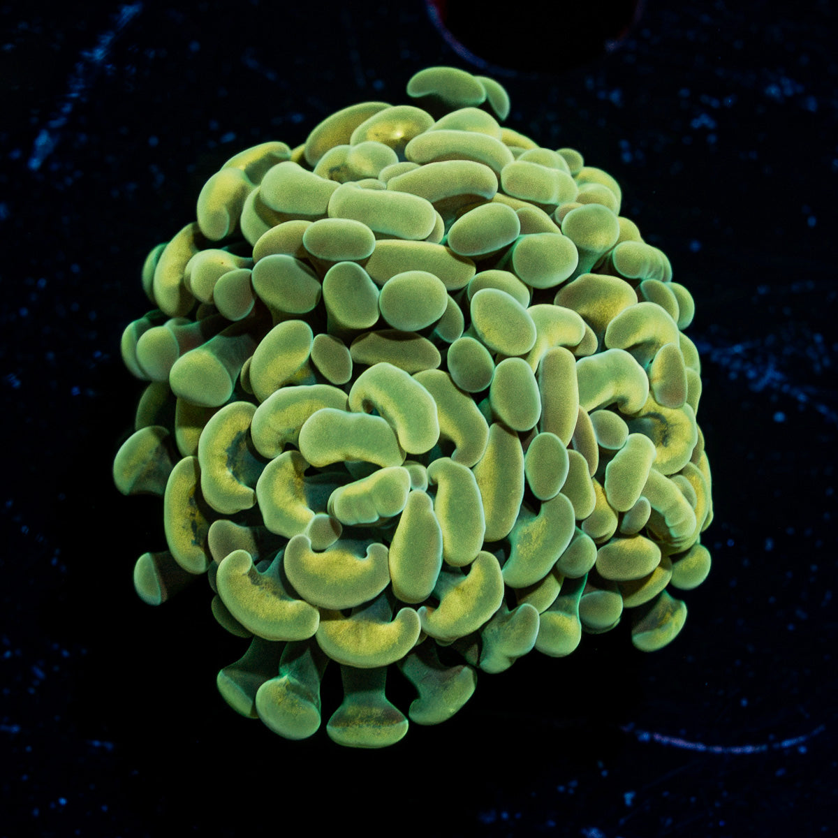 Gold Hammer Coral with branching fleshy heads in reef aquarium