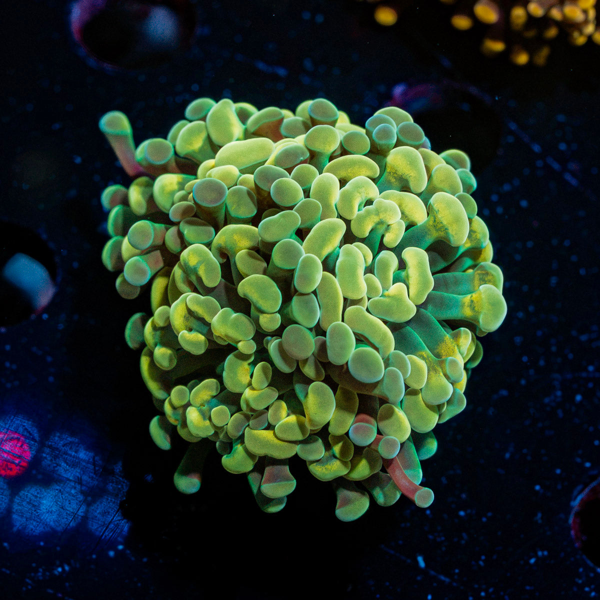 Gold Hammer Coral with branching fleshy heads in reef aquarium