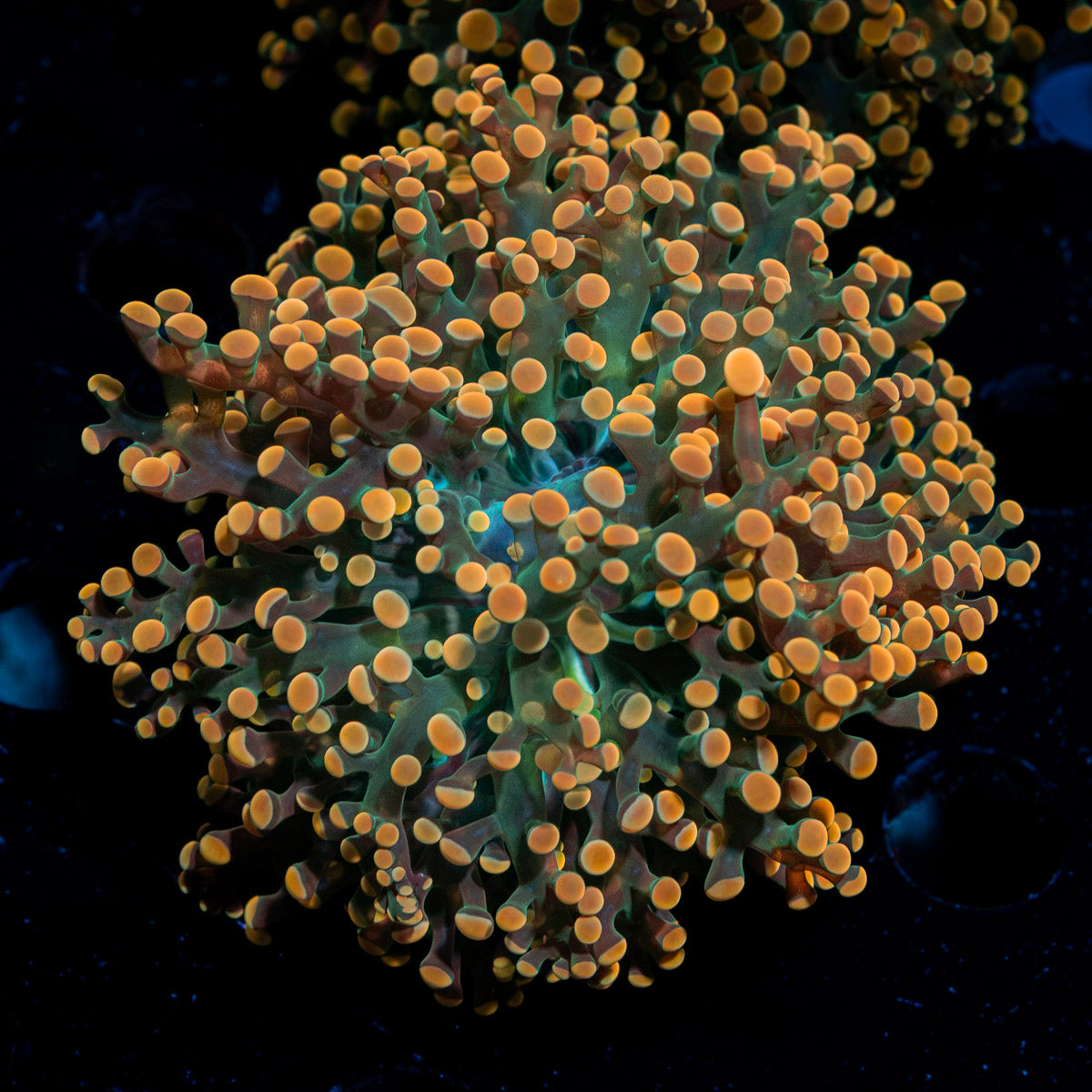 Peach FrogSpawn Euphyllia Coral with branching fleshy heads in reef aquarium