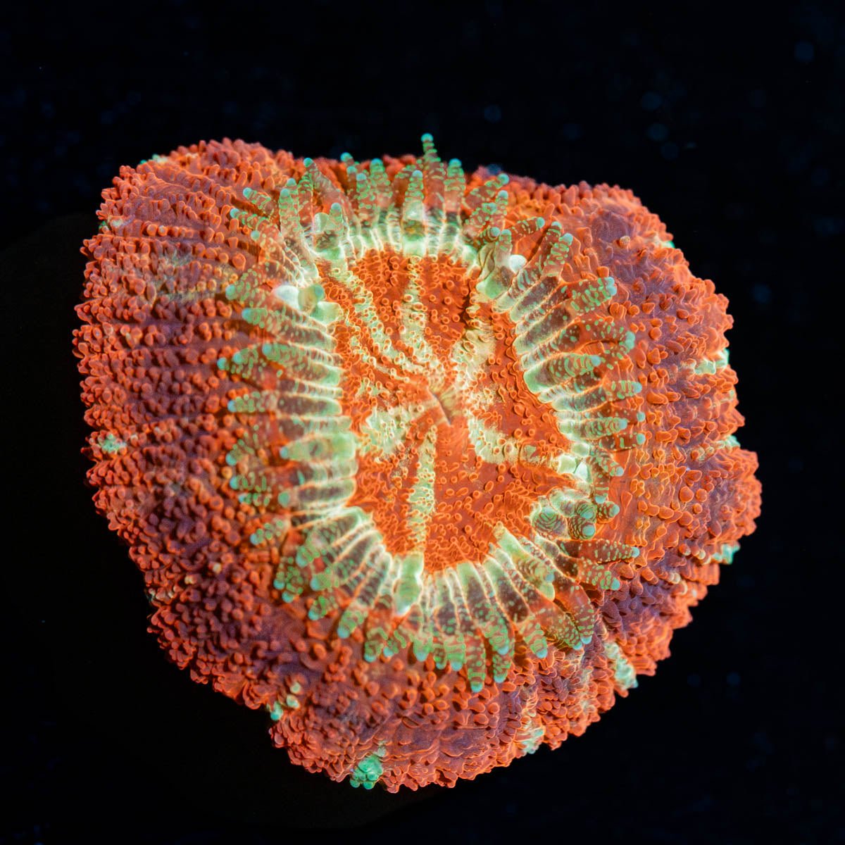 Blood Moon Asian Acan - riptide aquaculture llc