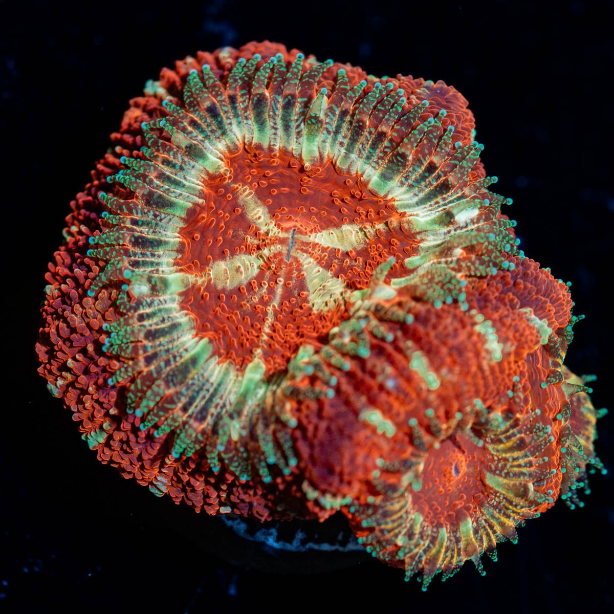Blood Moon Asian Acan - riptide aquaculture llc