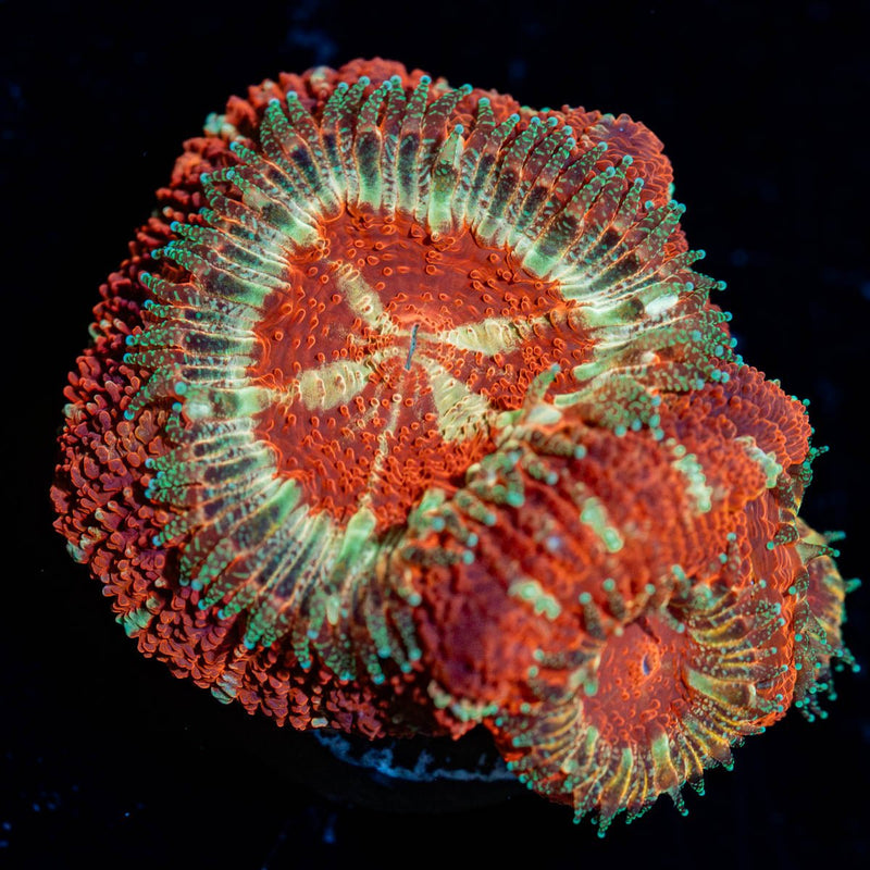 Blood Moon Asian Acan