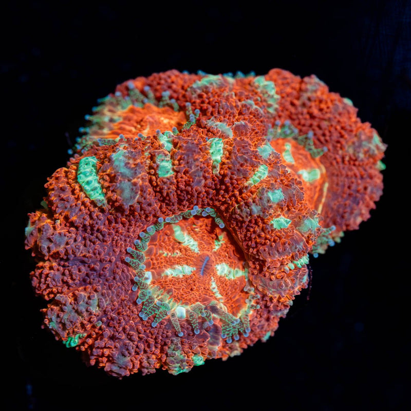 Blood Moon Asian Acan