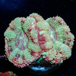 Sherbet Asian Acan Micromussa - riptide aquaculture llc