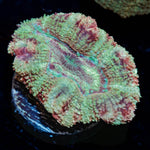 Koala Lovers Asian acan - riptide aquaculture llc