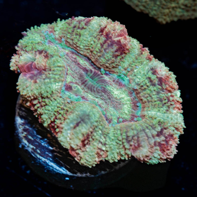 Koala Lovers Asian acan