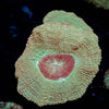 Moonlight Asian Acan - riptide aquaculture llc