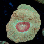 Moonlight Asian Acan - riptide aquaculture llc