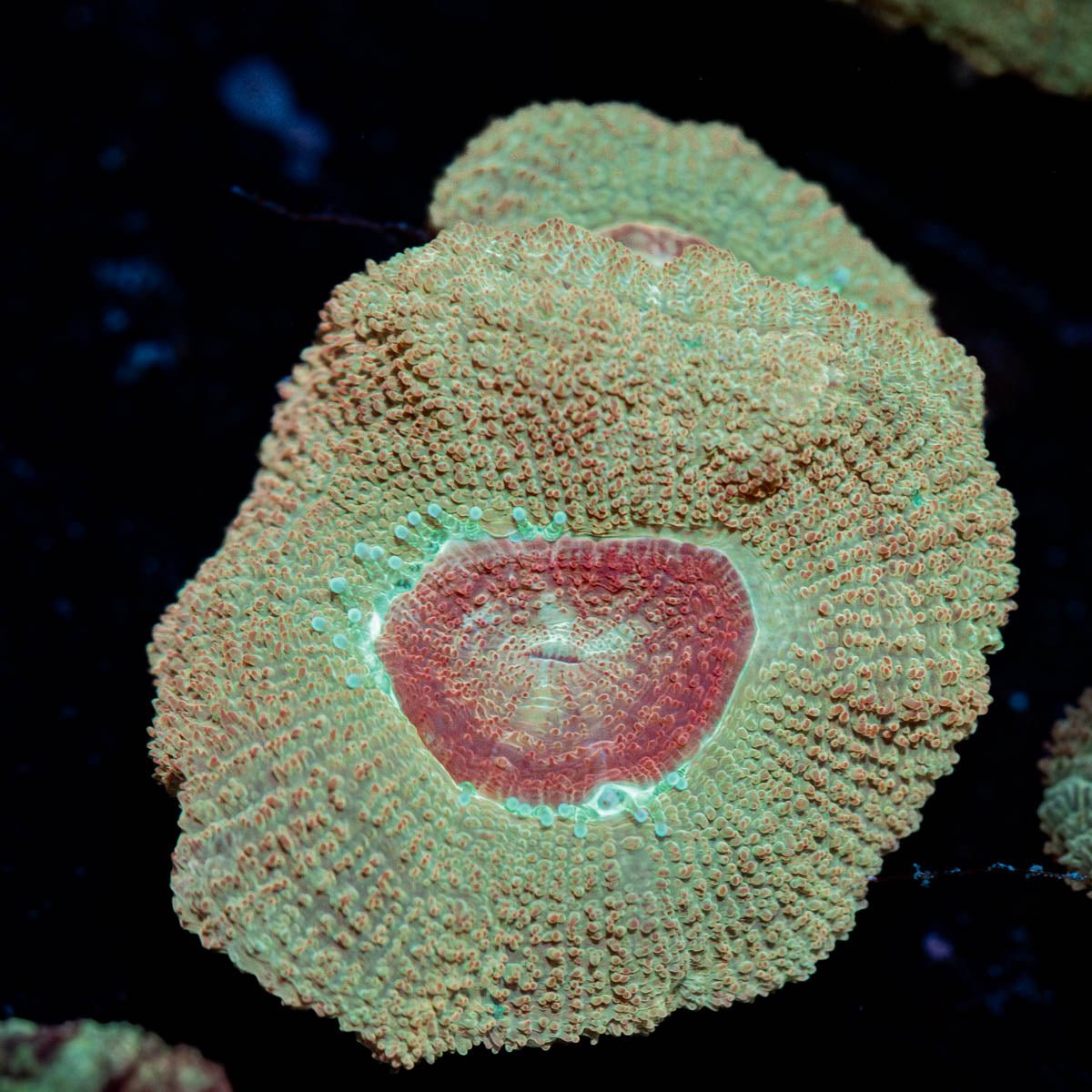 Moonlight Asian Acan - riptide aquaculture llc
