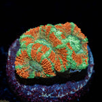 Tony the tiger asian Acan - riptide aquaculture llc