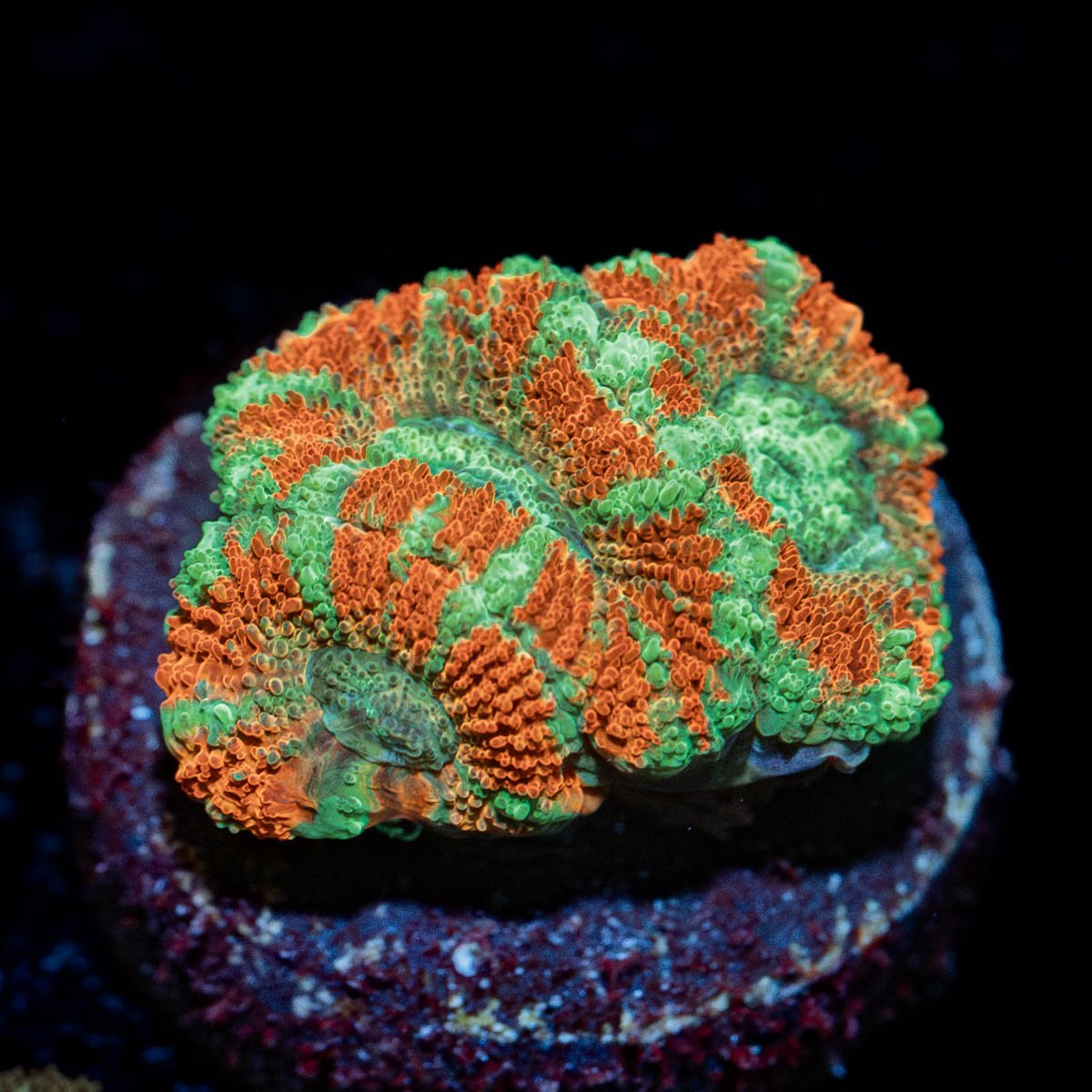Tony the tiger asian Acan - riptide aquaculture llc