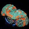 Tony the tiger asian Acan - riptide aquaculture llc