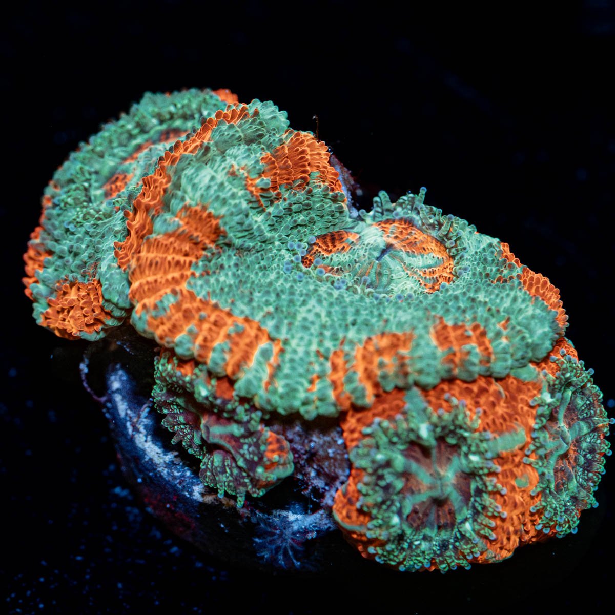 Tony the tiger asian Acan - riptide aquaculture llc