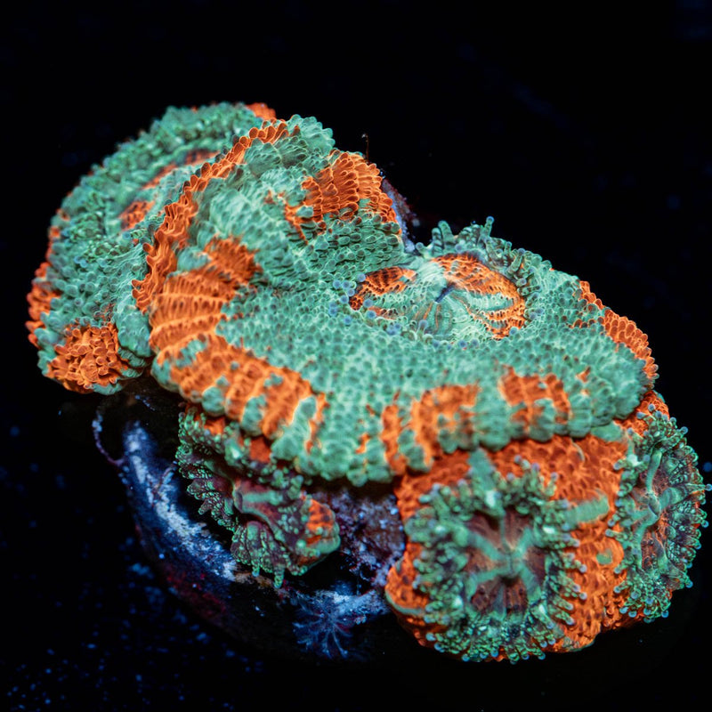 Tony the tiger asian Acan