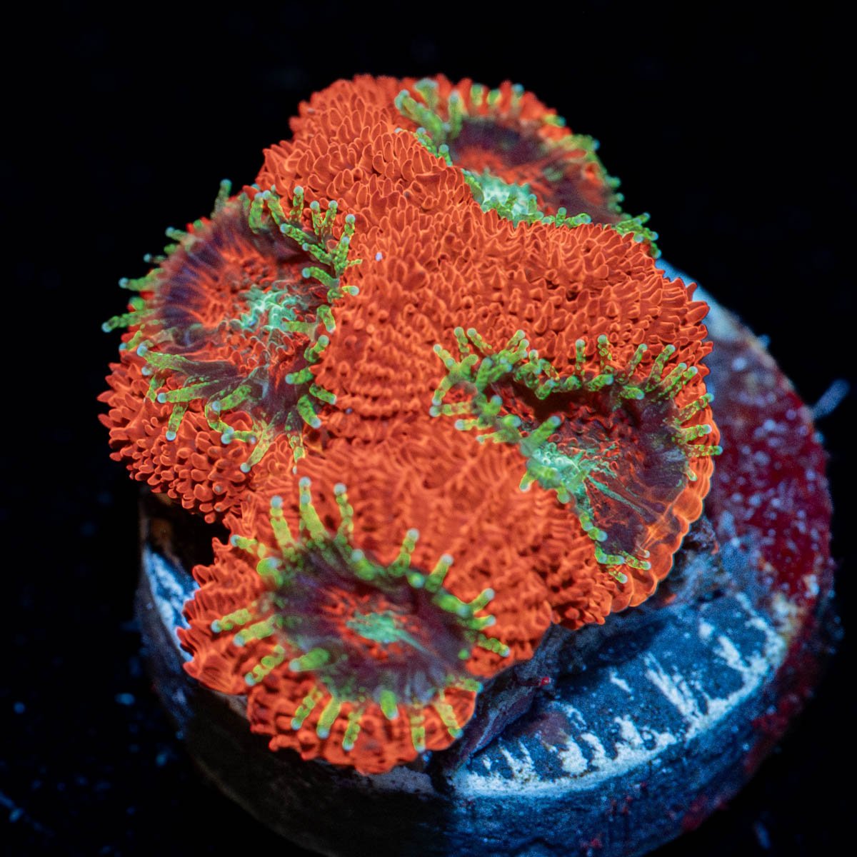 Ruby Micromussa Acan - riptide aquaculture llc