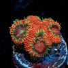 Ruby Micromussa Acan - riptide aquaculture llc