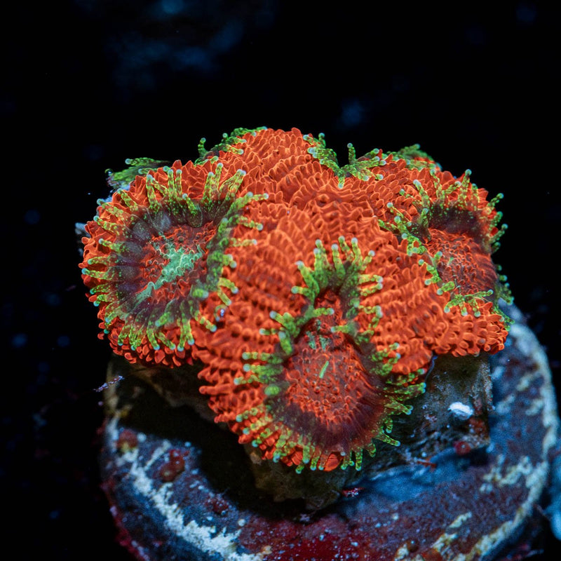 Ruby Micromussa Acan
