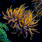 New York Knicks Torch Emilia Coral with flowing tentacles in reef aquarium