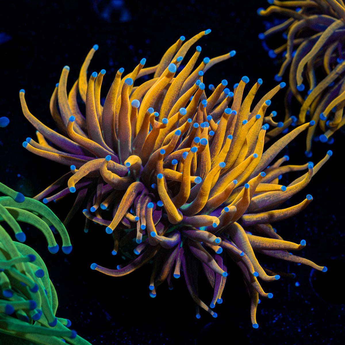 New York Knicks Torch Emilia Coral with flowing tentacles in reef aquarium