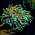Inferno Torch Euphyllia Coral with flowing tentacles in reef aquarium