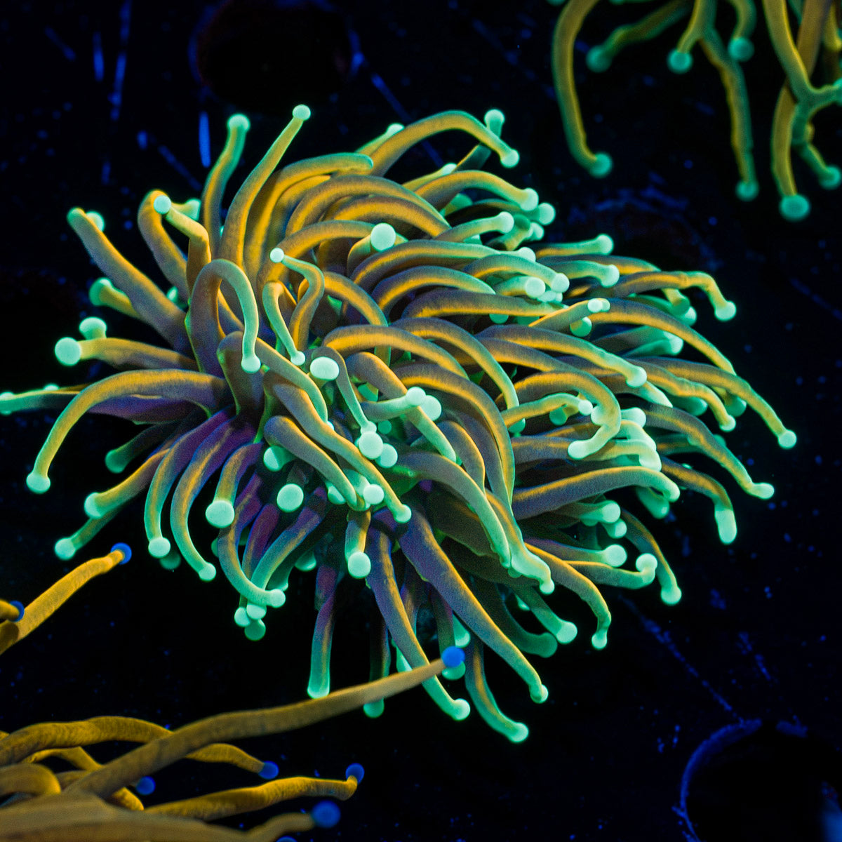 Inferno Torch Euphyllia Coral with flowing tentacles in reef aquarium