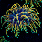 Inferno Torch Euphyllia Coral with flowing tentacles in reef aquarium