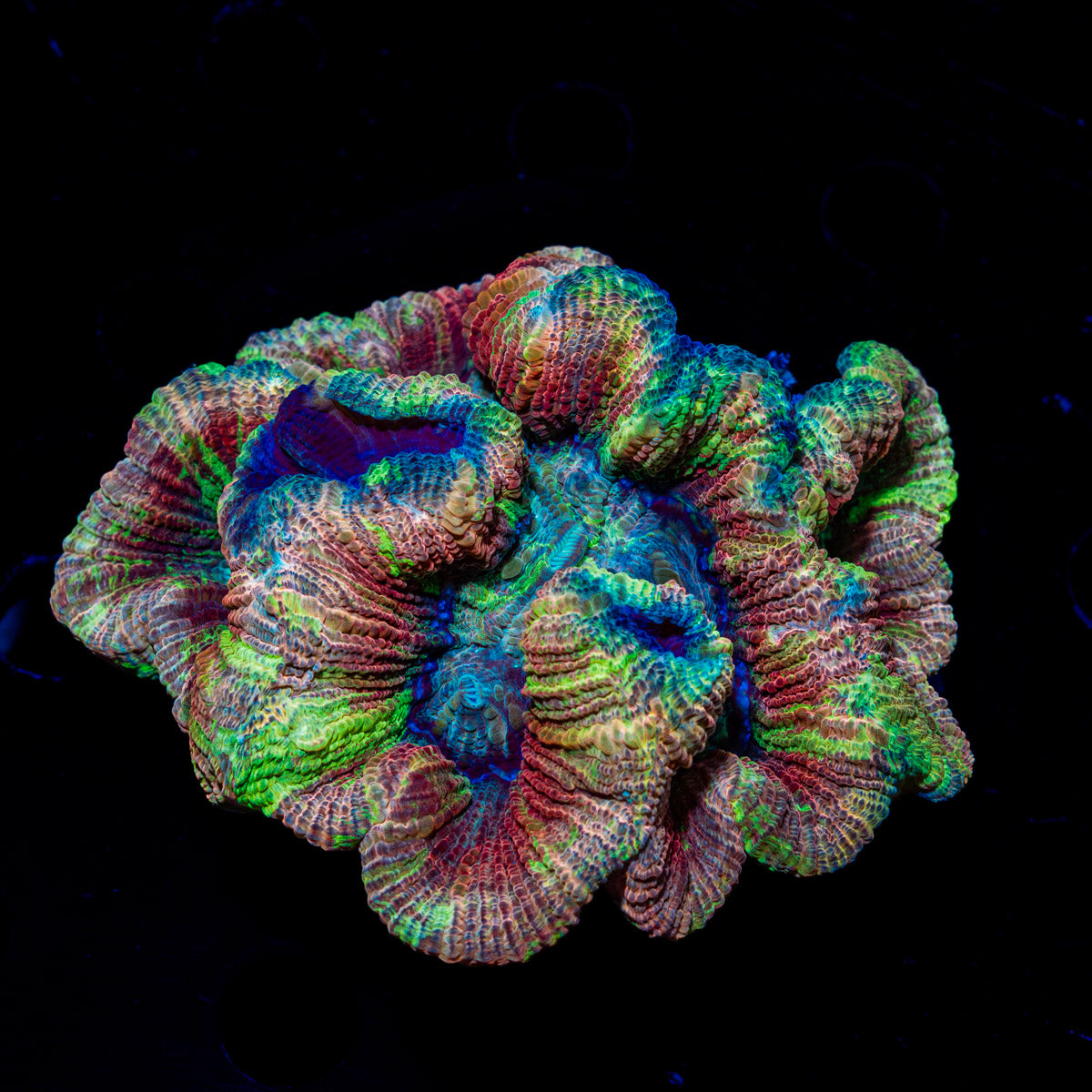 Ultra Trachyphyllia Coral with fleshy open polyp in reef aquarium