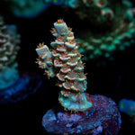 Goku Acropora Coral with branching growth in reef aquarium