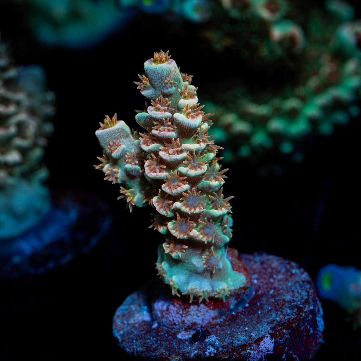 Goku Acropora Coral with branching growth in reef aquarium