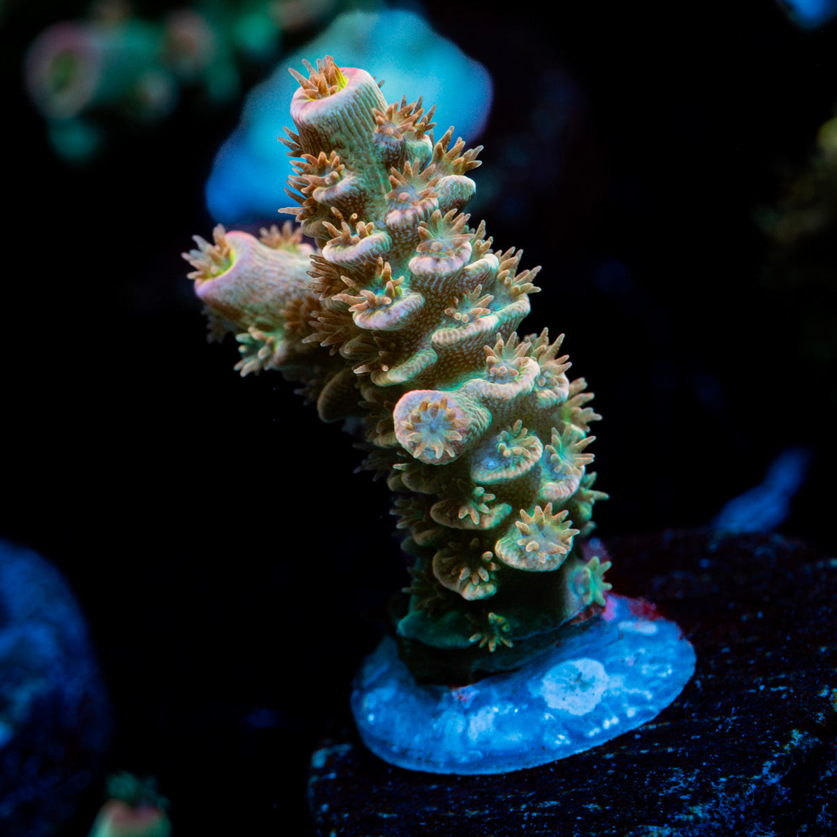 Goku Acropora Coral with branching growth in reef aquarium