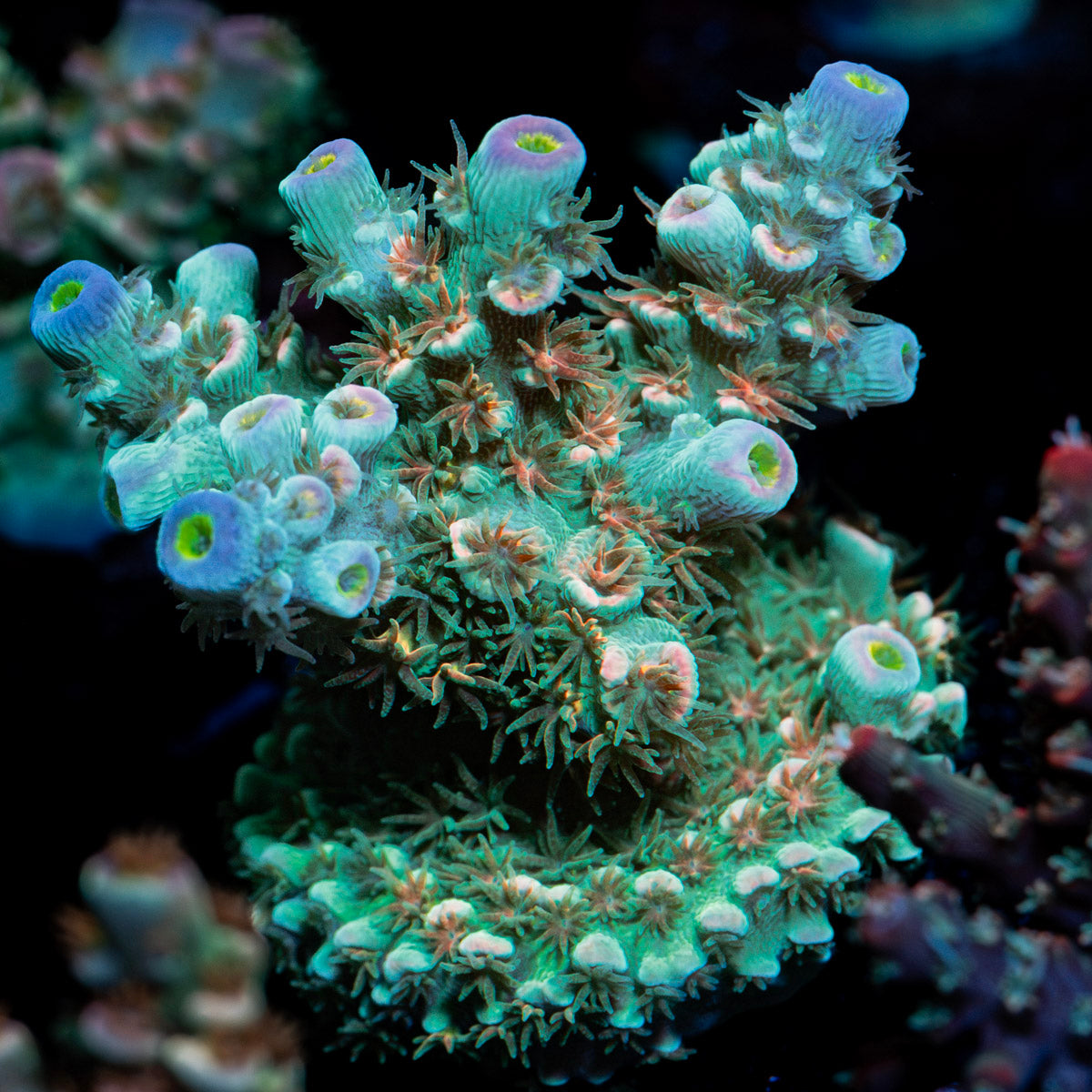Shocker Tenuis Acropora Coral with branching growth in reef aquarium
