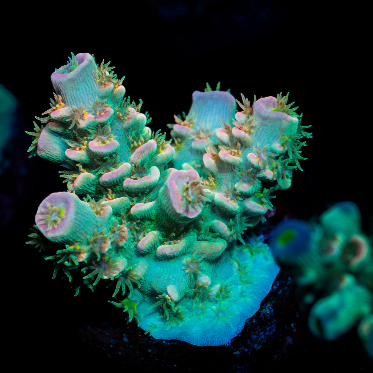 Vikings Blood Acropora Coral with branching growth in reef aquarium