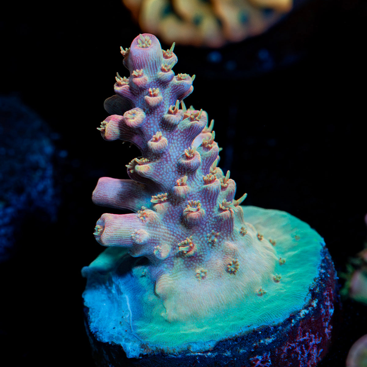 Buzz Lightyear Acropora Coral with branching growth in reef aquarium