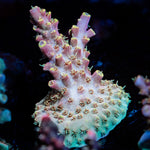 Buzz Lightyear Acropora Coral with branching growth in reef aquarium