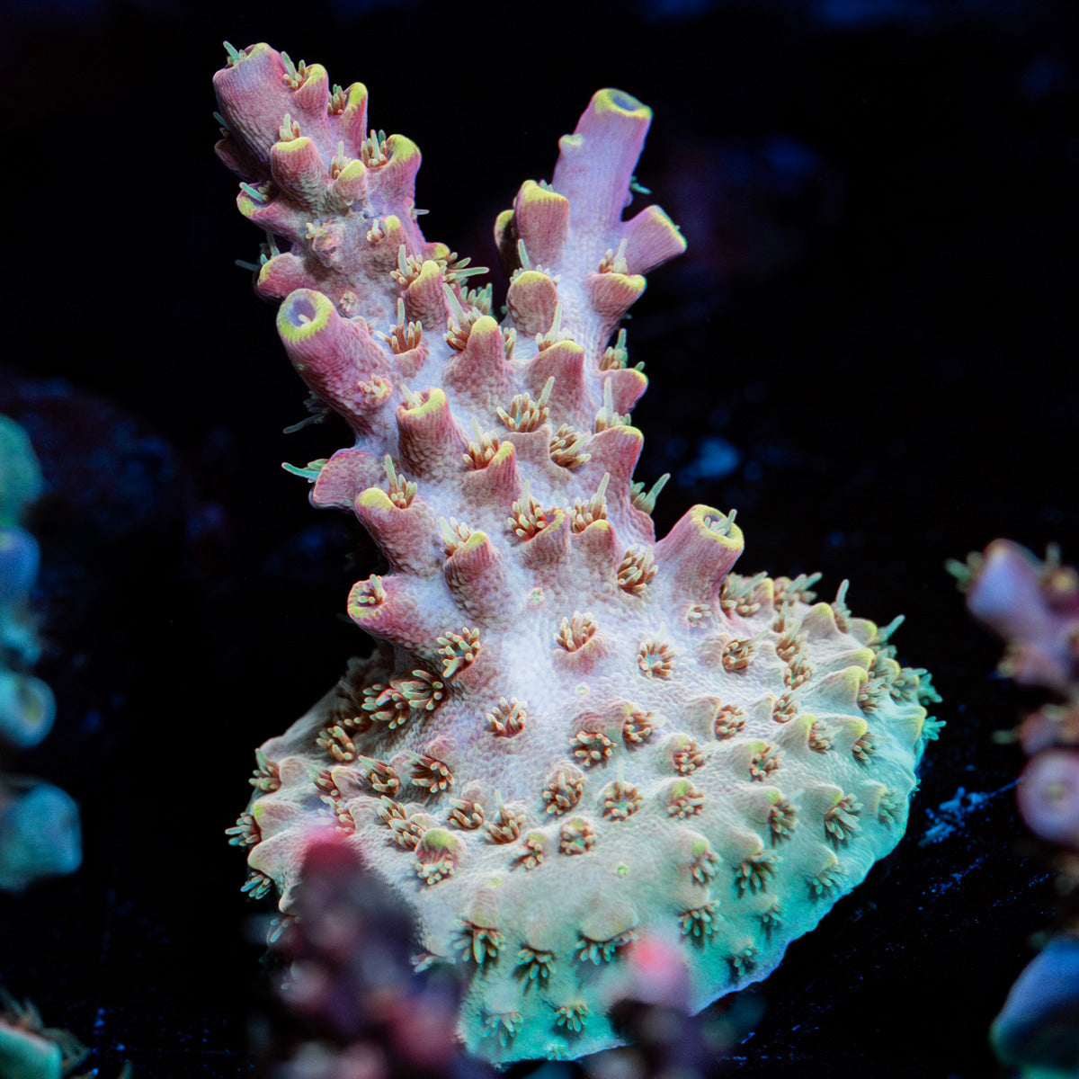 Buzz Lightyear Acropora Coral with branching growth in reef aquarium