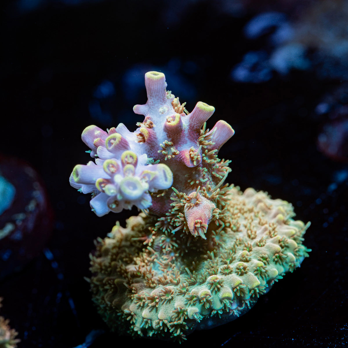 Buzz Lightyear Acropora Coral with branching growth in reef aquarium