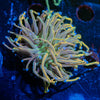 Dragon Talmer Torch Euphyllia - riptide aquaculture llc